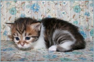 Female Siberian Kitten from Deedlebug Siberians